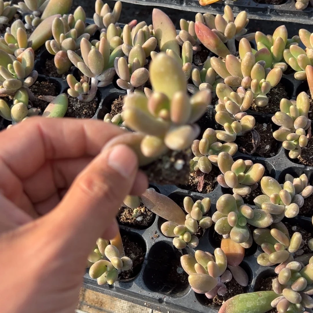 芒果奶单头一颗量拍多肉满9.9包邮下午发