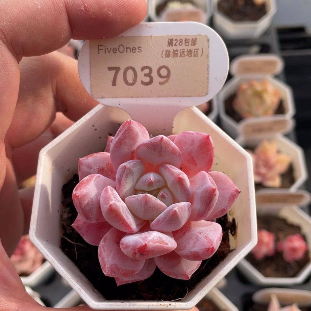 梦之蓝7039-5.5厘米