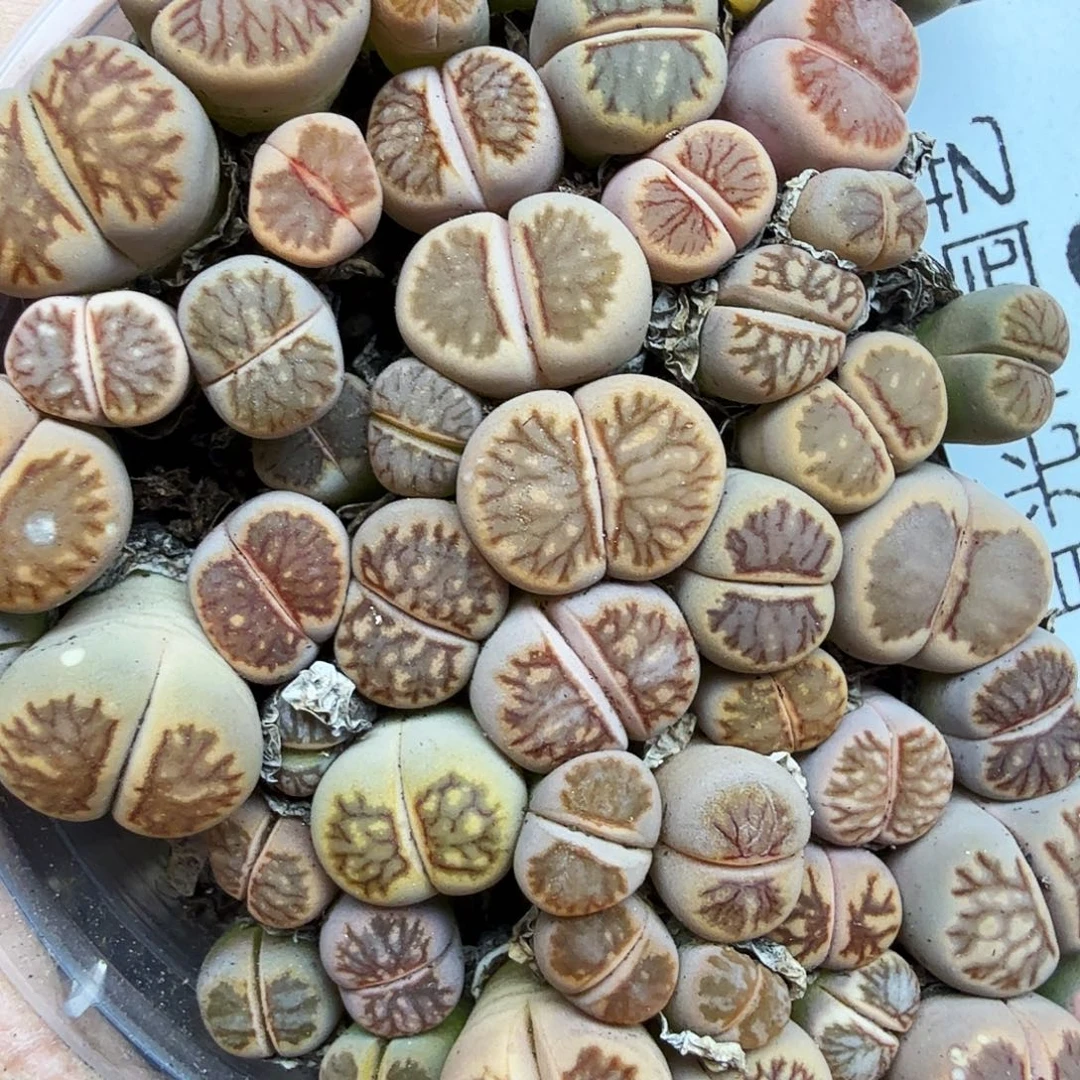 好喜欢看肖春的直播053是