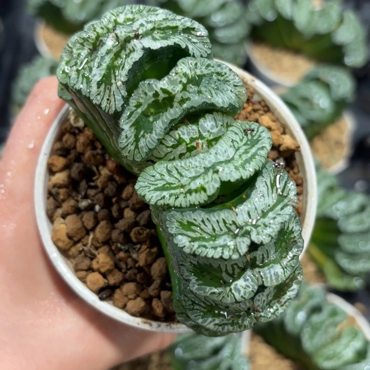 母本玄武玉扇多肉植物