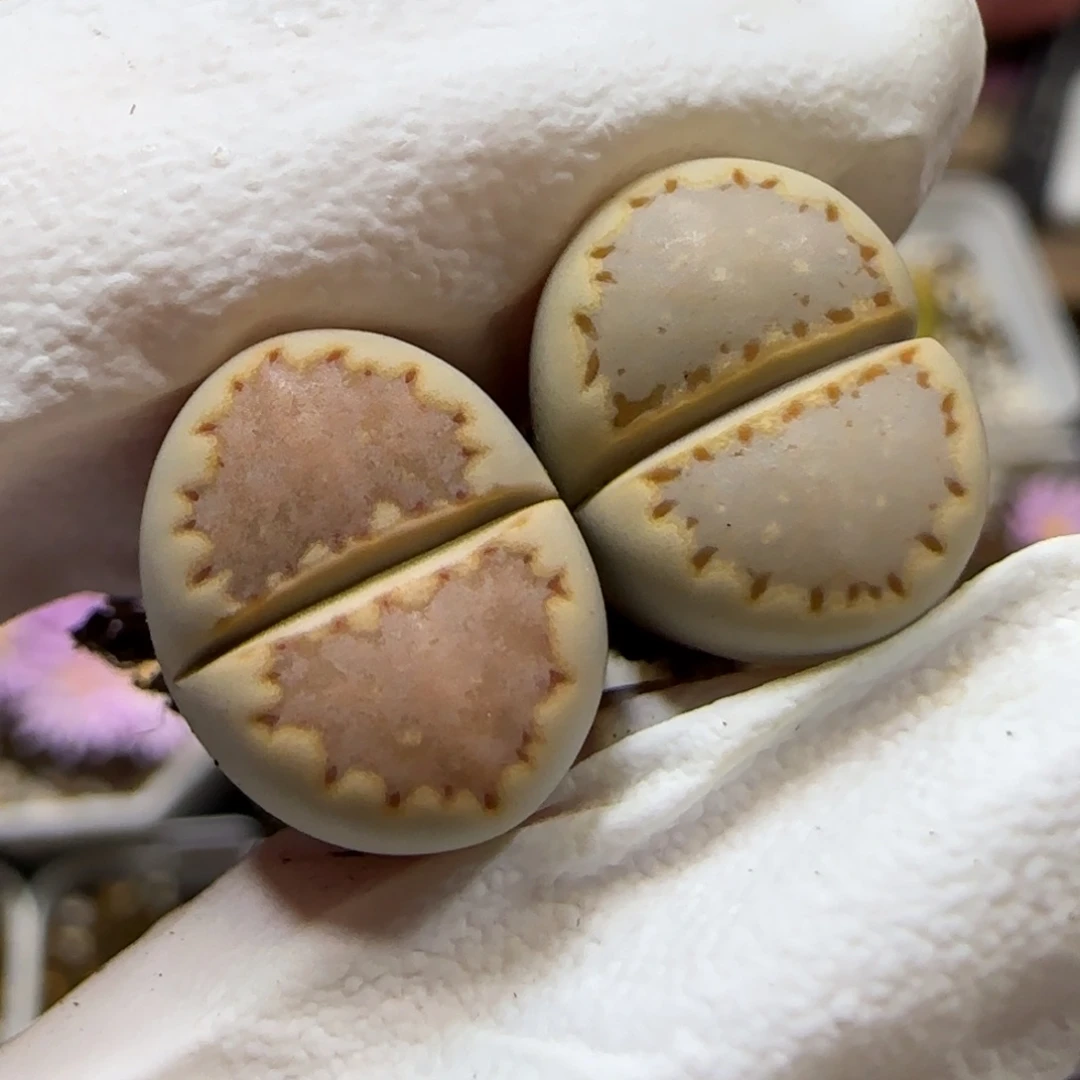 10.31.1621.013粉蓝.9011