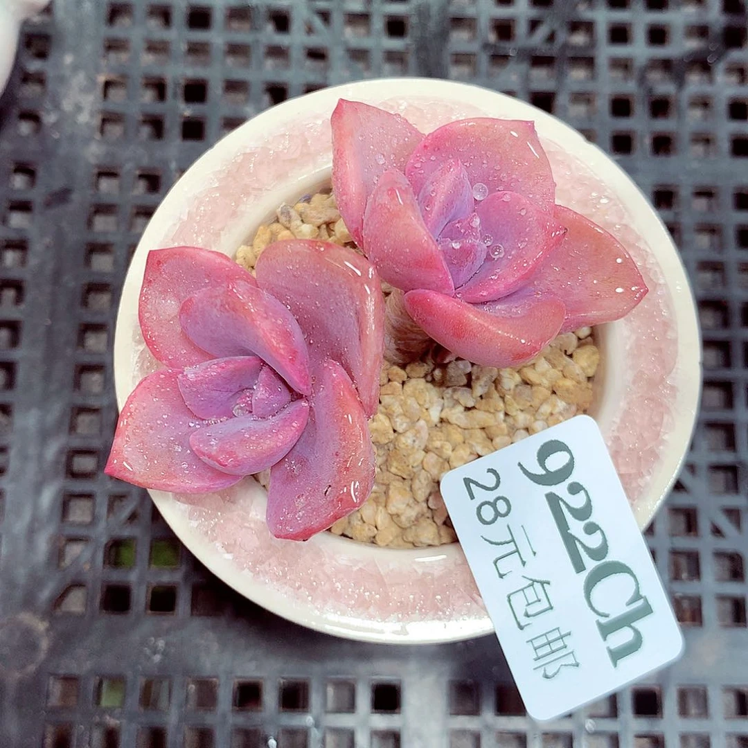 5厘米盆精控多肉922