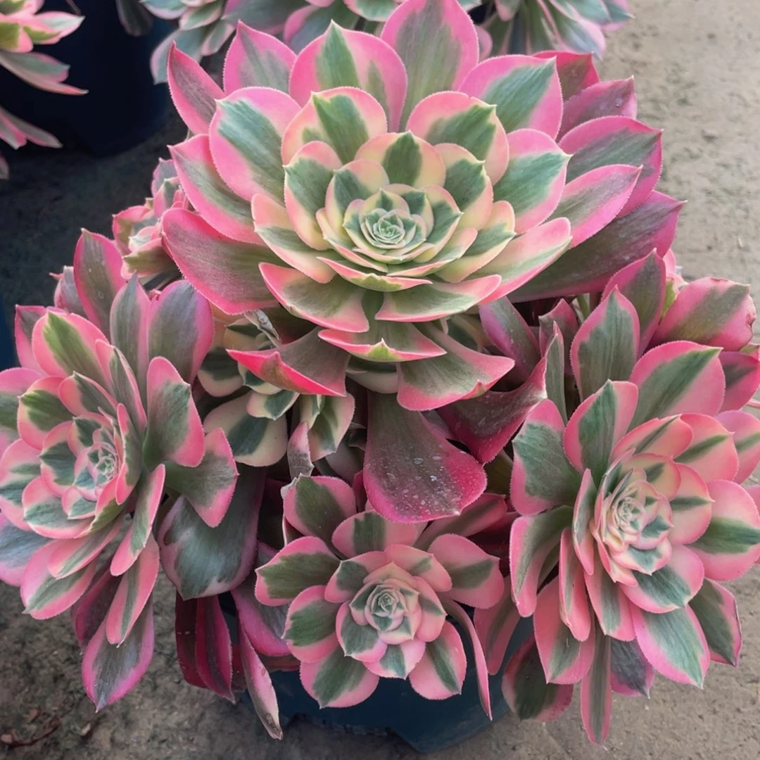 005粉女巫精品法师多肉