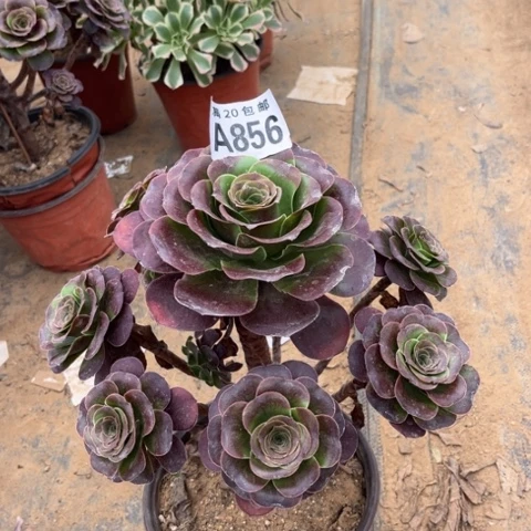 856枚金玫瑰不包断枝