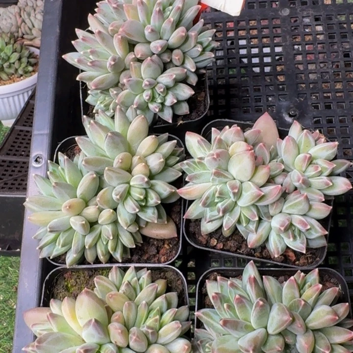 132多肉植物一物一拍