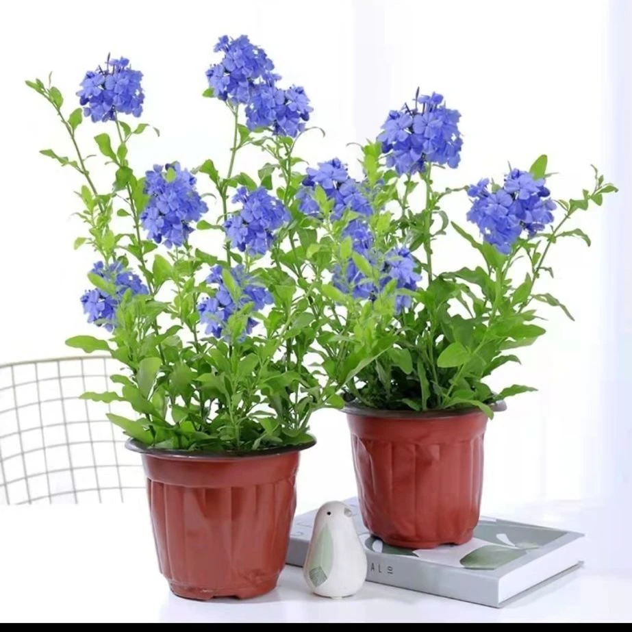 蓝雪花植物花苗盆栽花卉室内阳台耐热好养四季开花爬藤