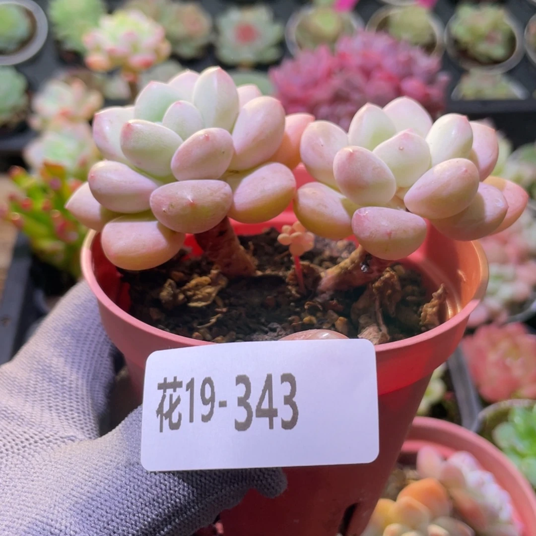 花利美19-343泡泡糖