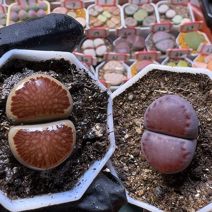 双***楼生石花3:：。在。 232号