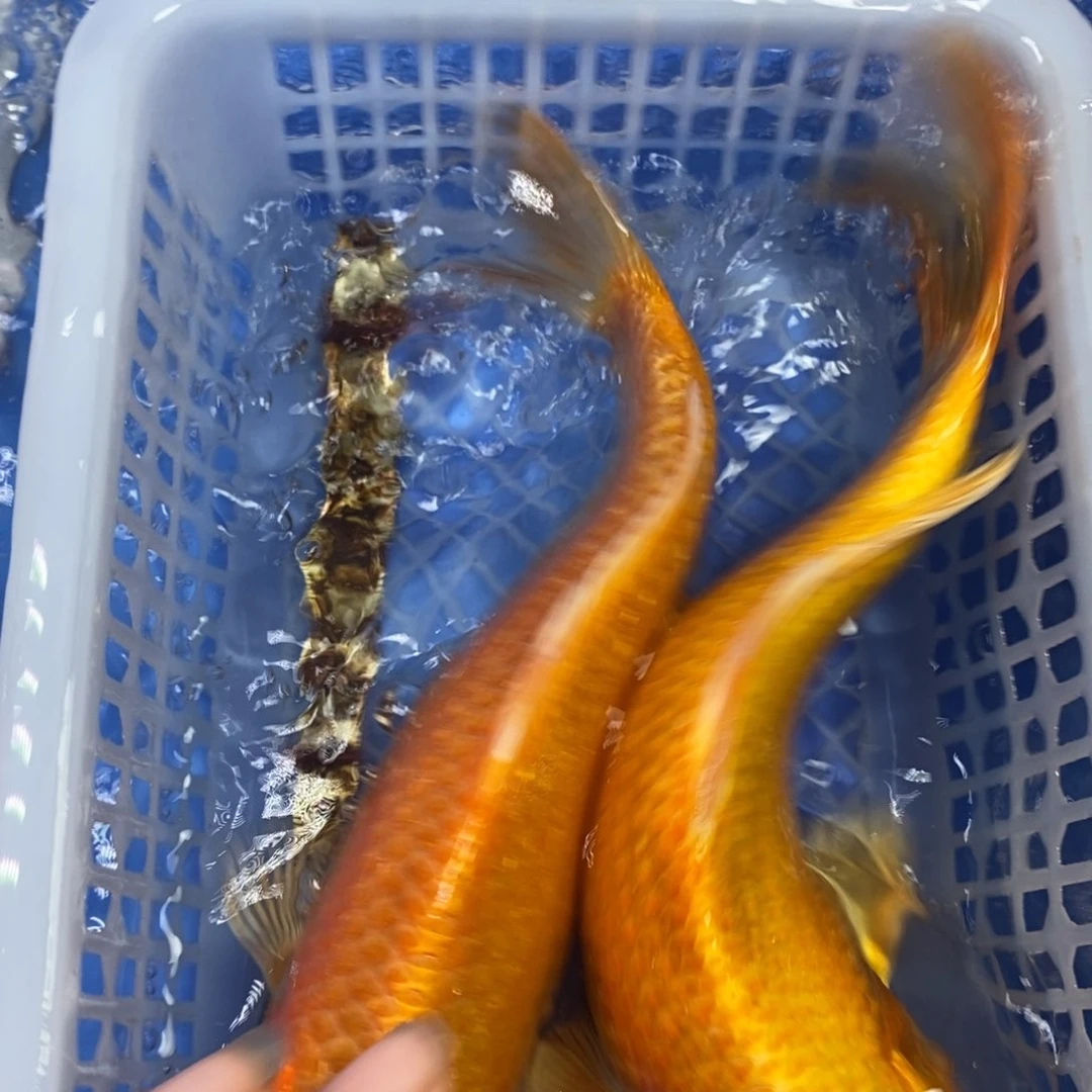 锦鲤冷水锦鲤包邮