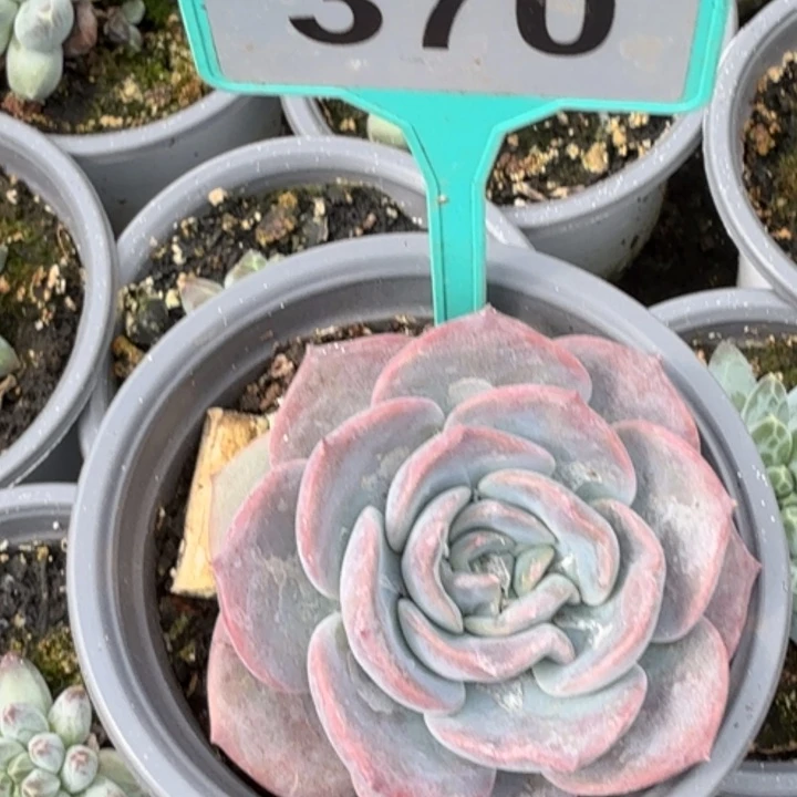 提拉米苏一物一拍370