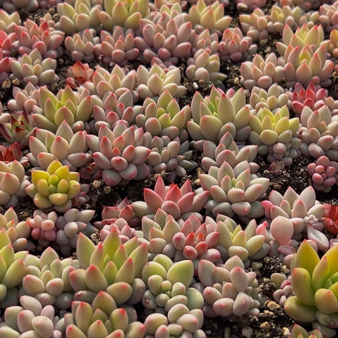 318多肉葡萄领导人的