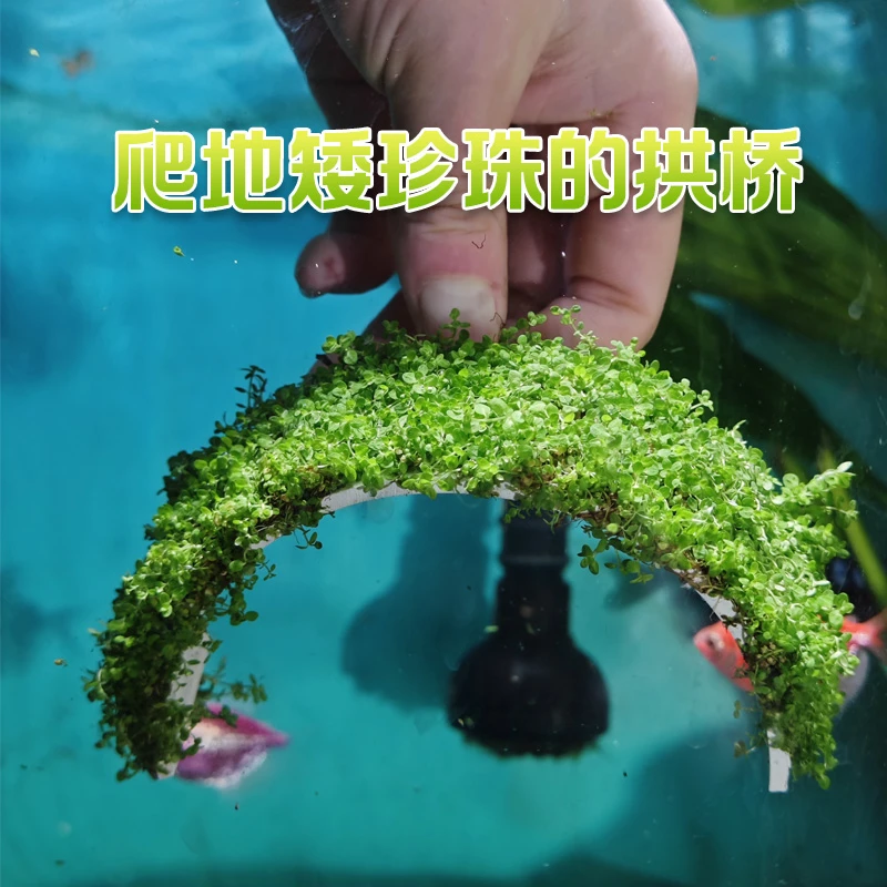 爬地矮珍珠的拱桥 鱼缸造景前景水草