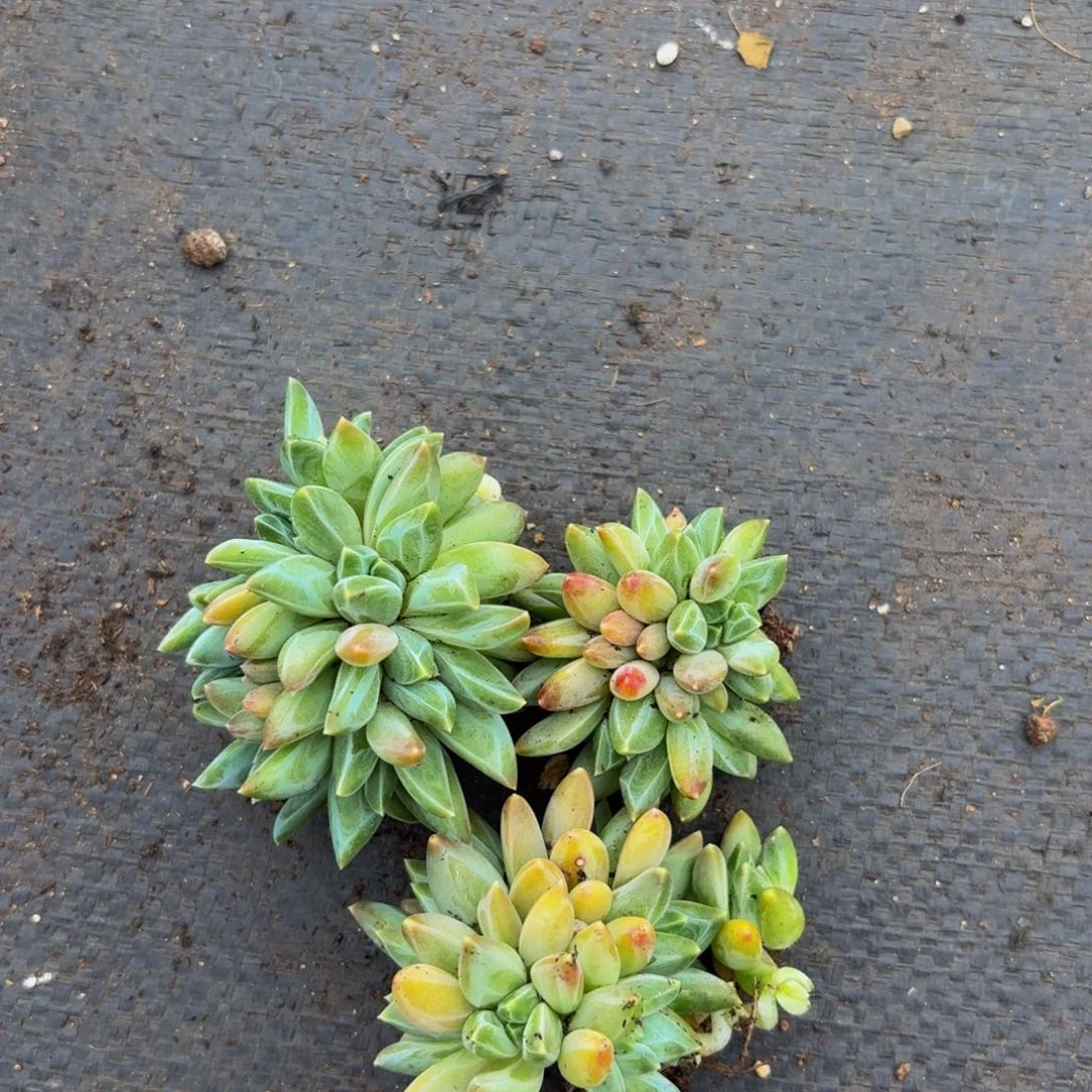 美人系列多肉植物1颗