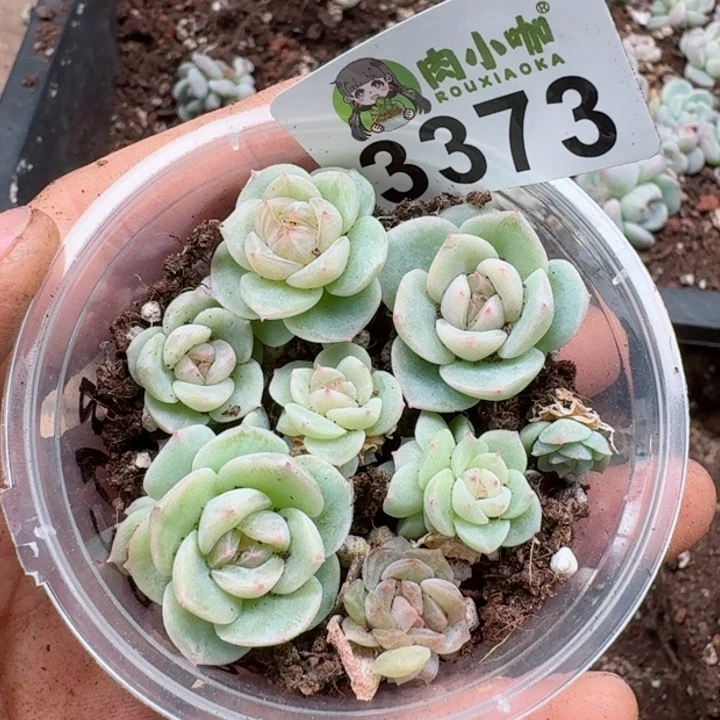 多肉植物多肉植物