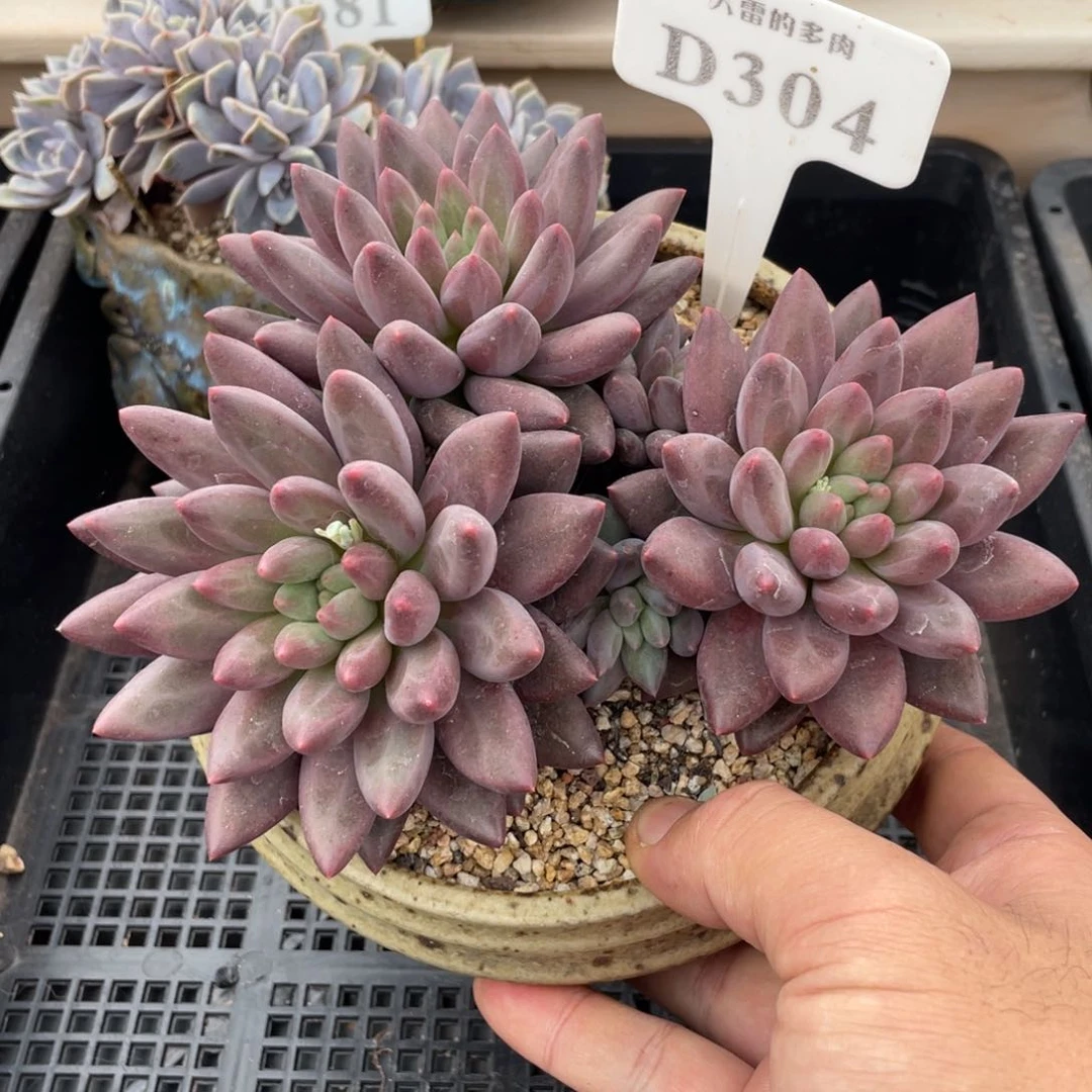 304红蜻蜓不带盆16厘米