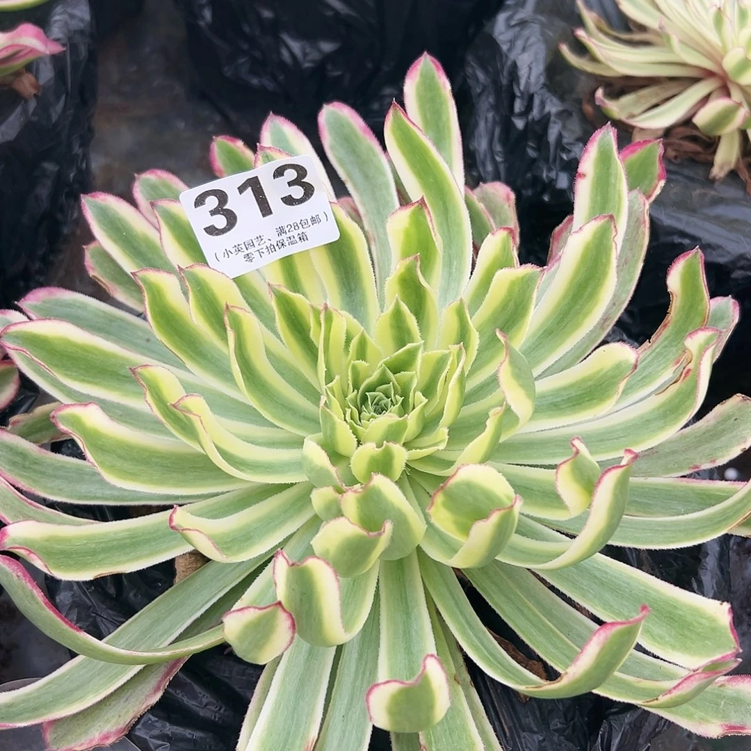 多肉植物313绿体仙墨