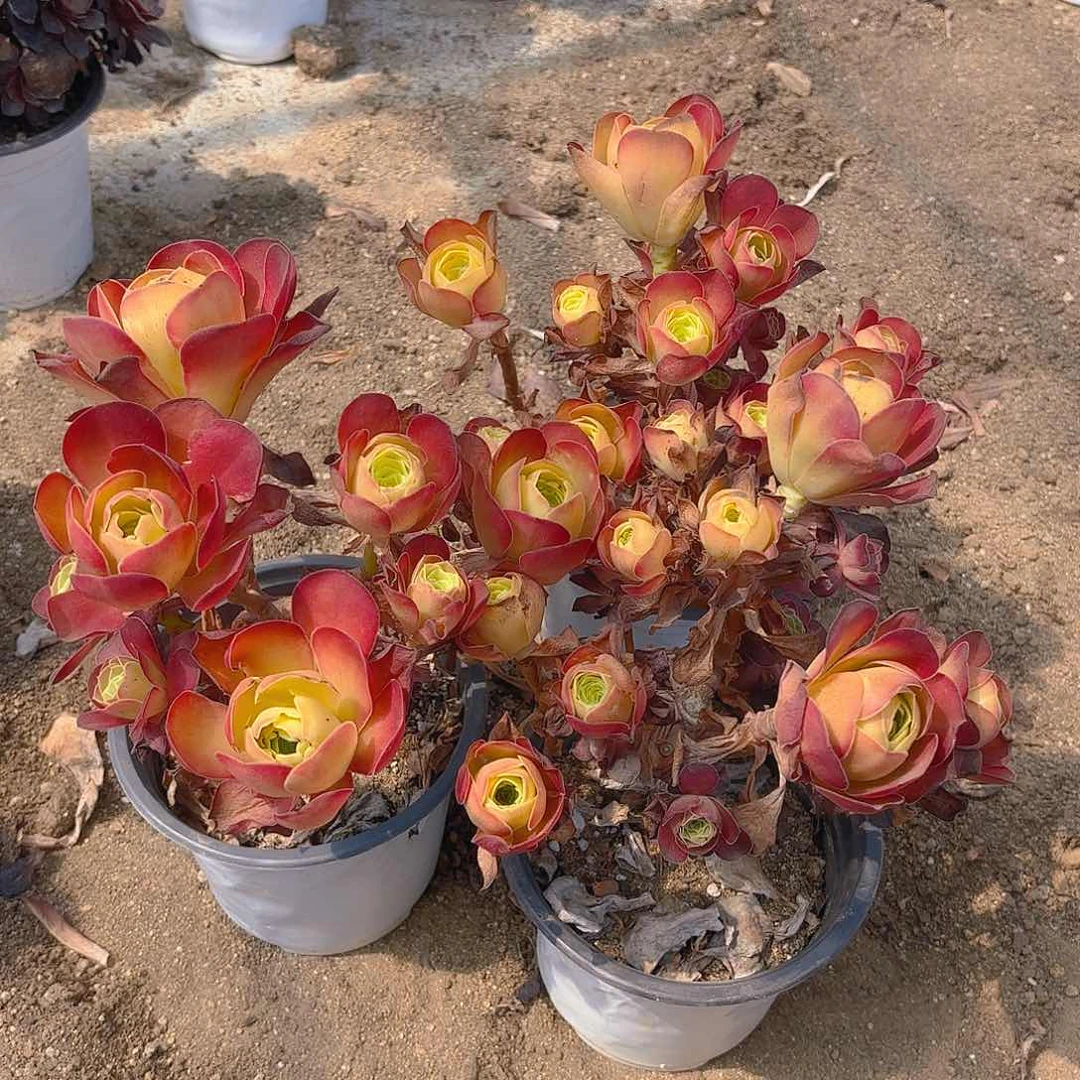 魅金砍头群多肉植物三颗