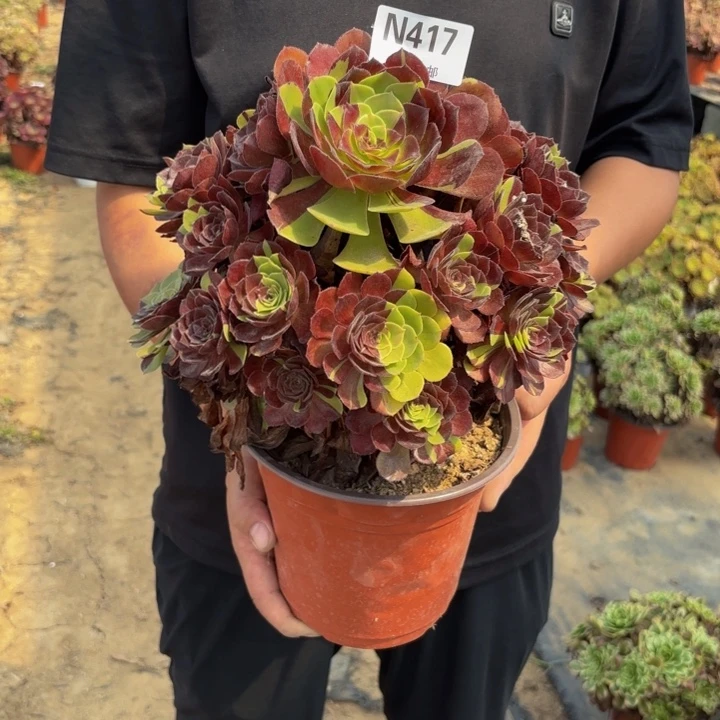 瑞妈多肉园艺417黑美人