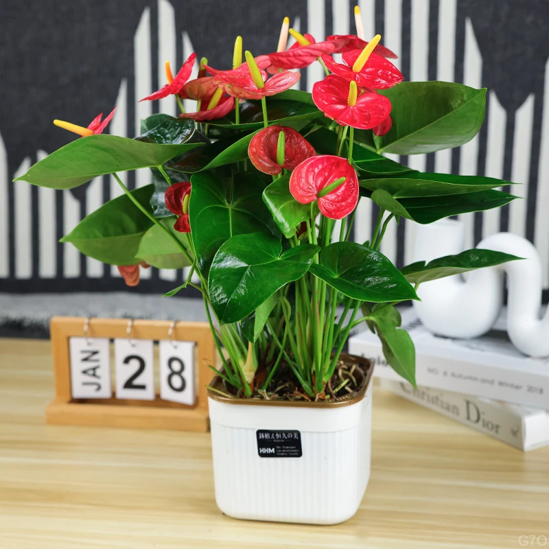 大盆红掌 5-8 掌 XY2 四季开花绿植花卉室内 40—50cm