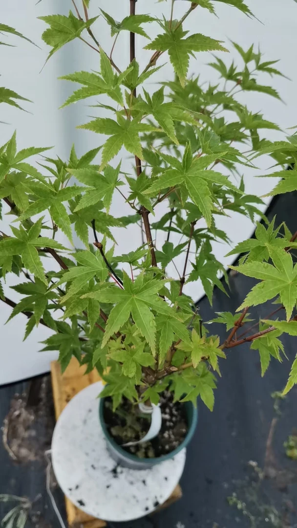 枫树品种：春雨 凌云枫树园