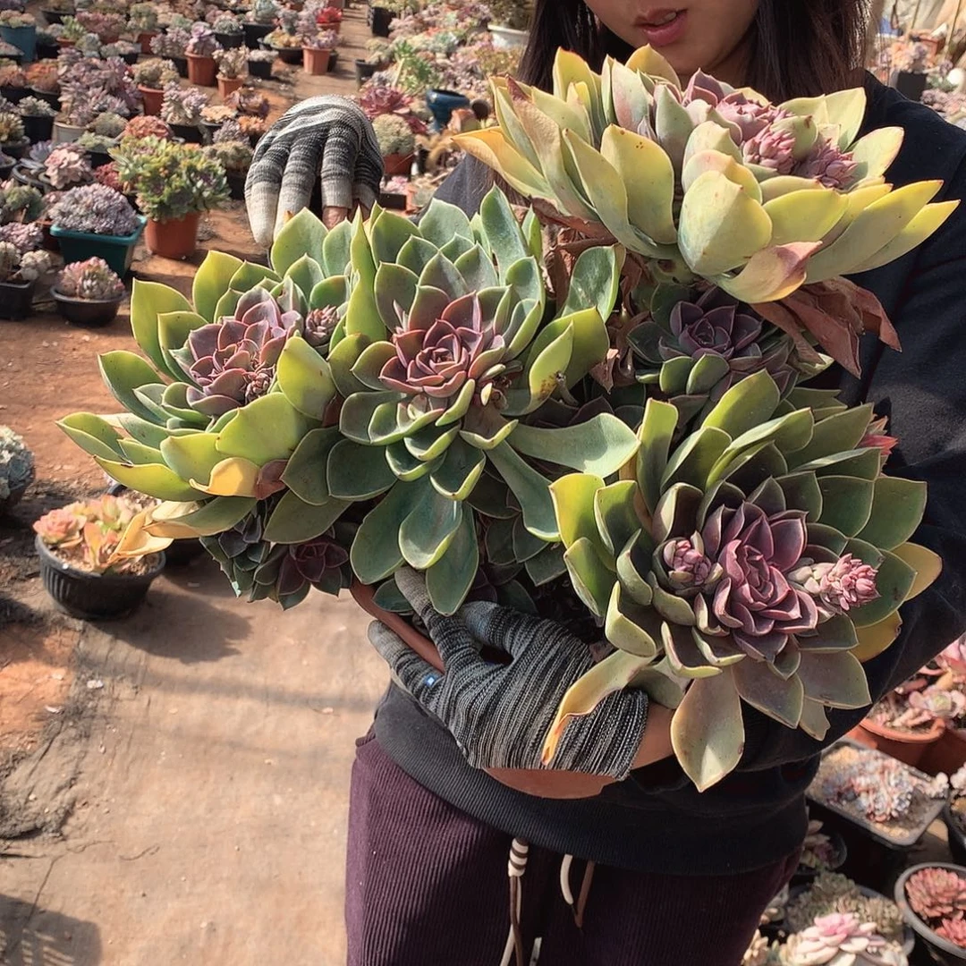 25紫气东来 一物一拍多肉