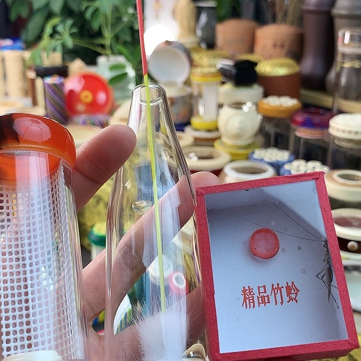 带紫竹啊啊啊啊啊啊啊啊