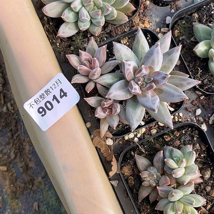 阿雅园艺。        9014