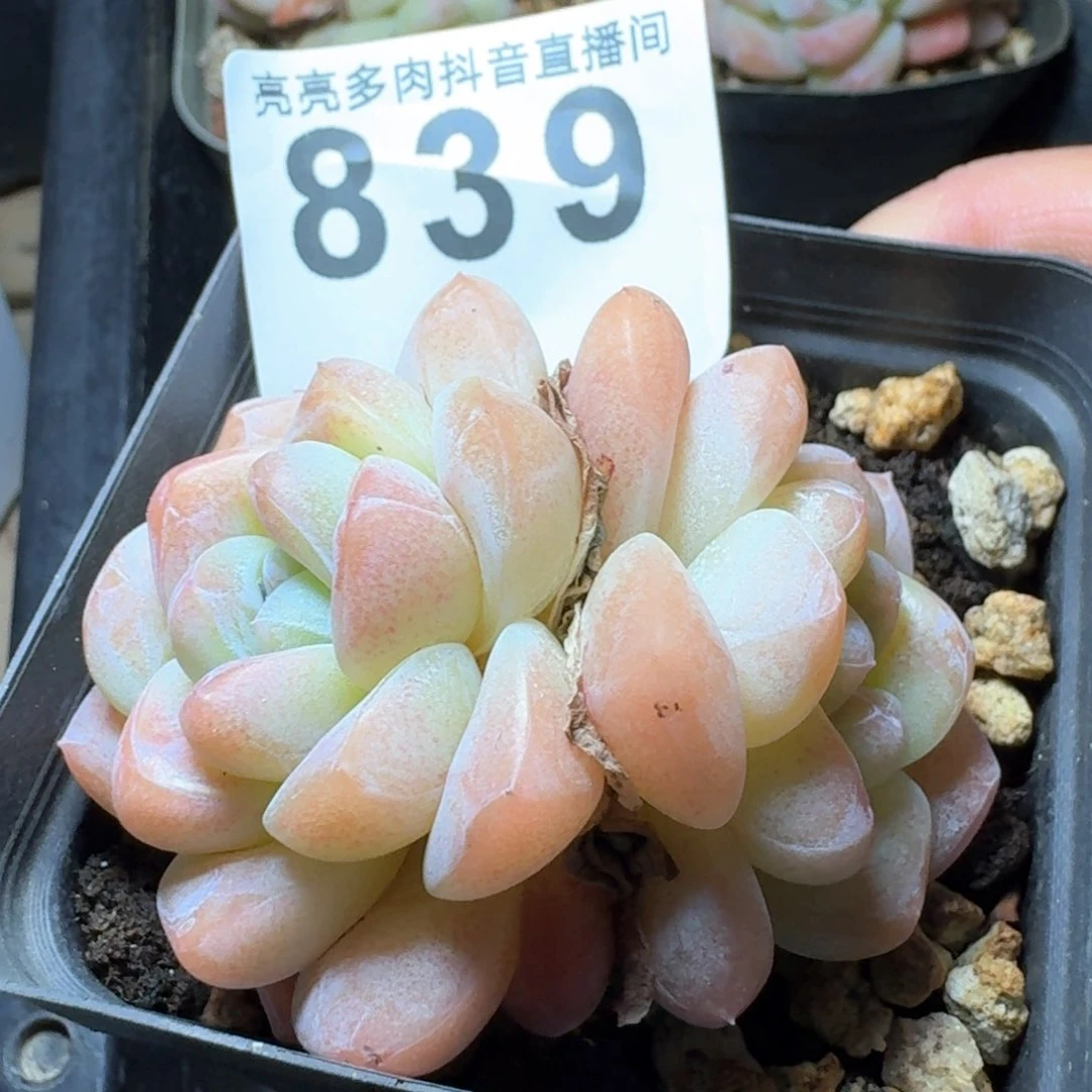 福利         多肉植物