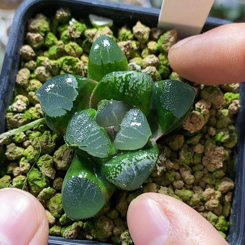 【闪购商品】170实生