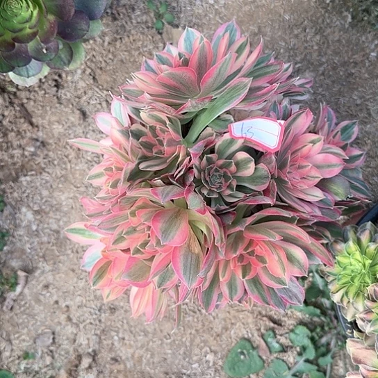 多肉植物女神63号不包损