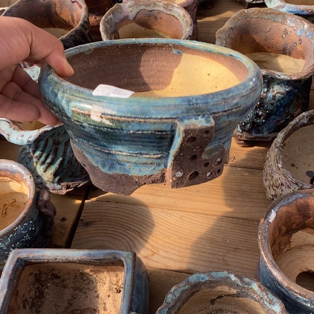 19号花盆内18高9.5