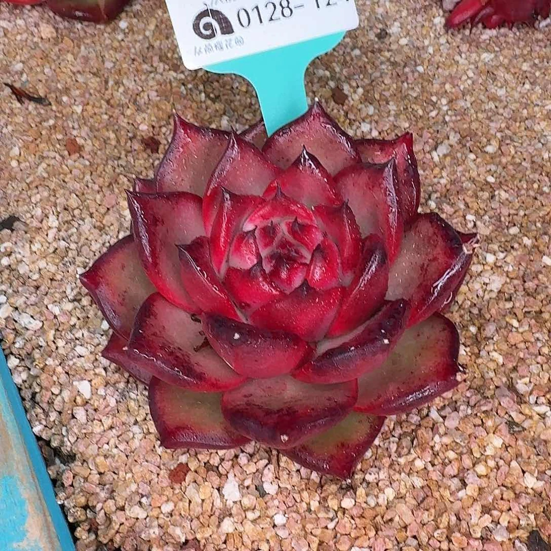 从前慢花园多肉0128-124量拍