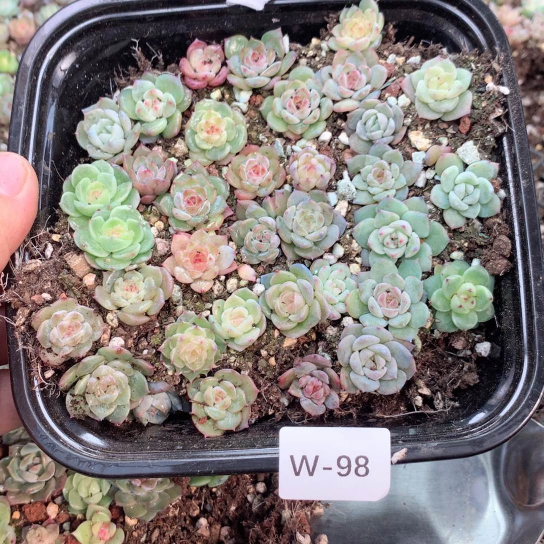 无花朵W98英语英语
