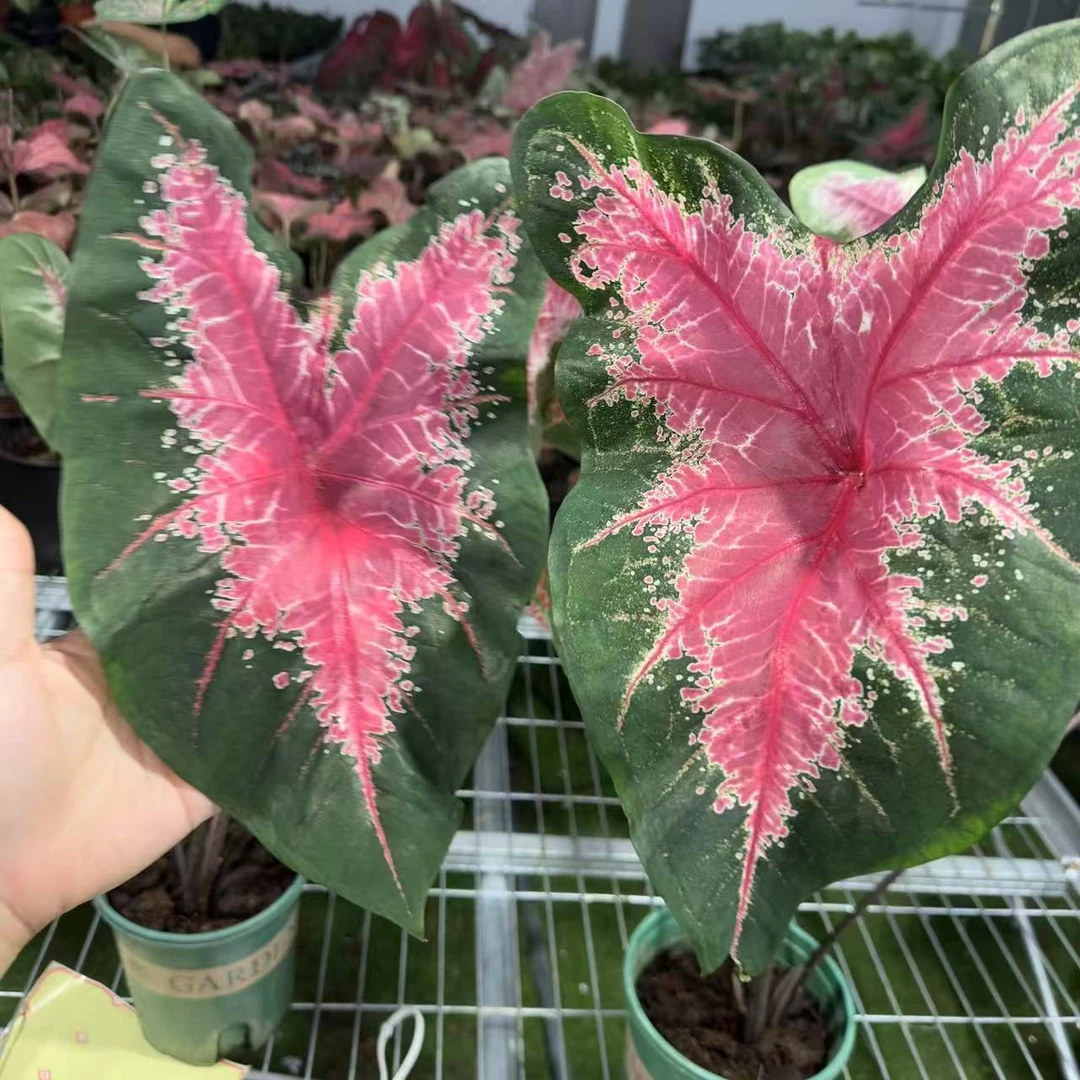 【红桃A】彩叶芋锦化进口超大球根室内桌面阳台好养热植