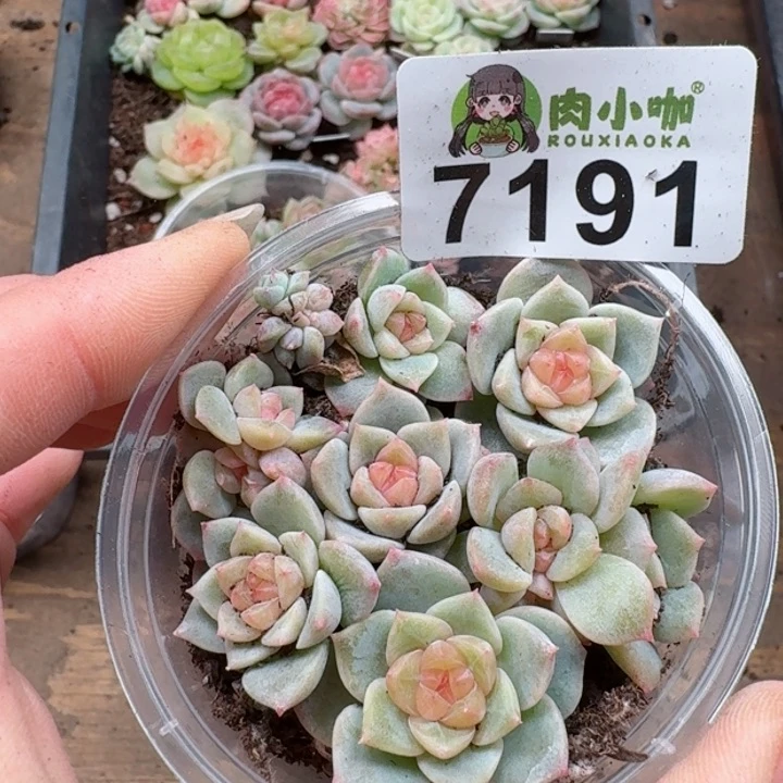 多肉植物多肉植物