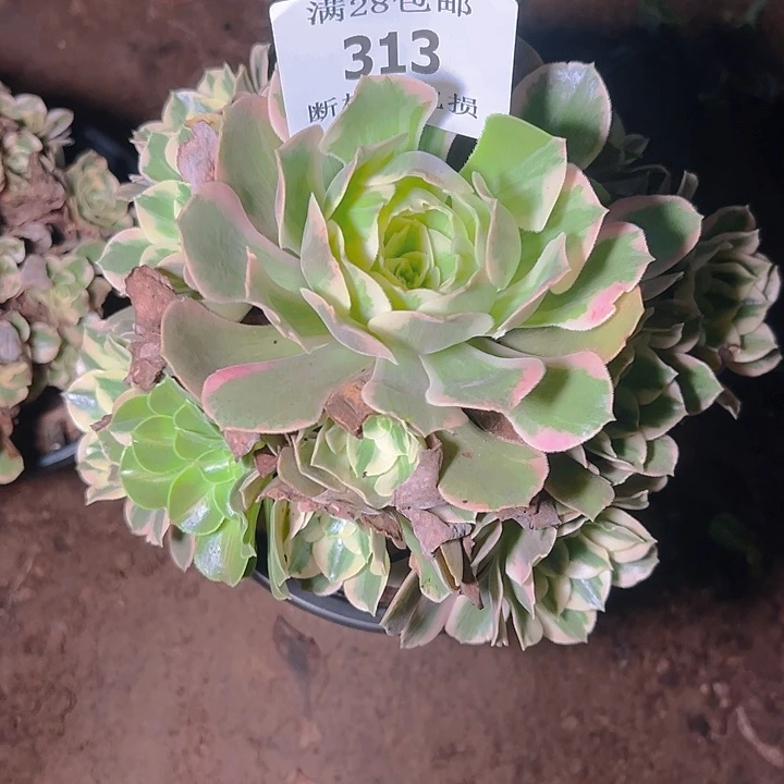 313妖月多肉植物保护