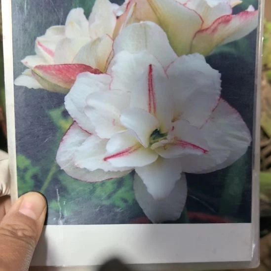 当前无花栽培后可以开花星系4厘米裸根球