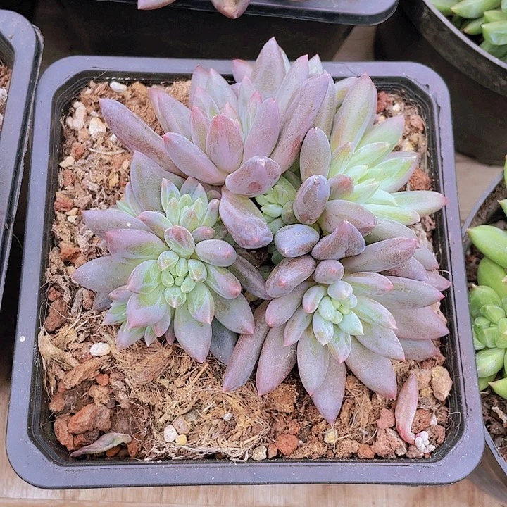 水晶球28一盆6754845499449