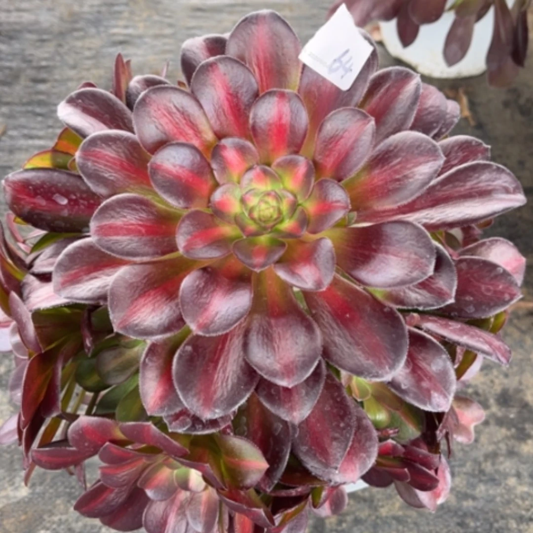 【闪购商品】64花钠锦多肉法师