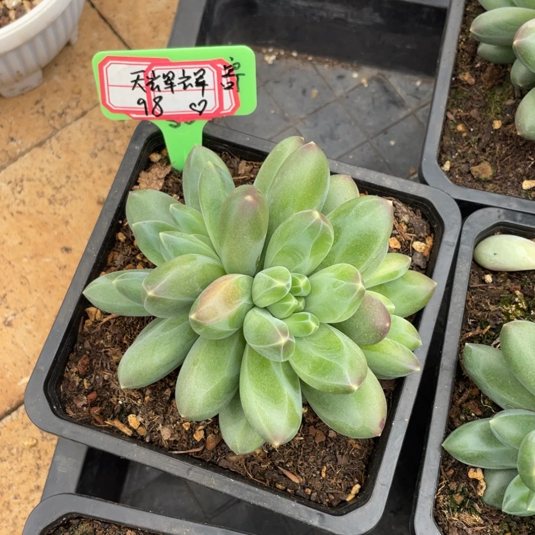 天***辉天辉辉98、