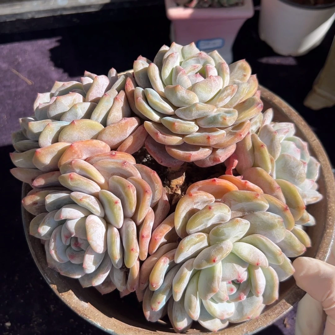 新年快乐 新年快乐