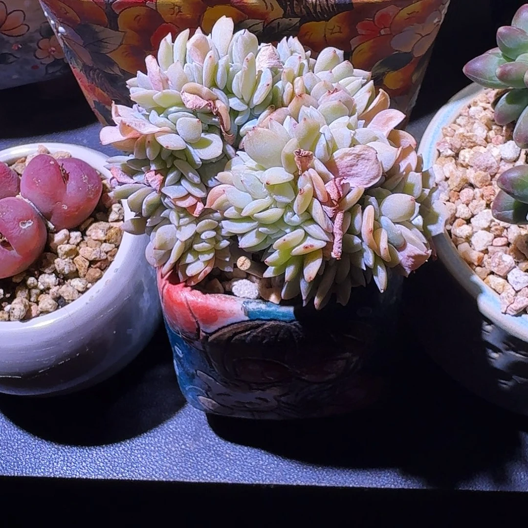 白茶 缀化  一物一拍