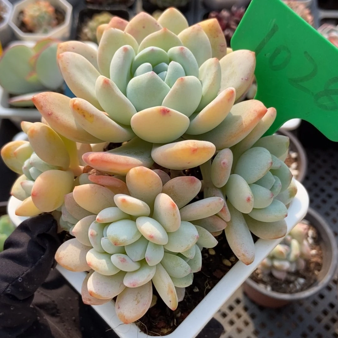 1028冷香多肉植物保护