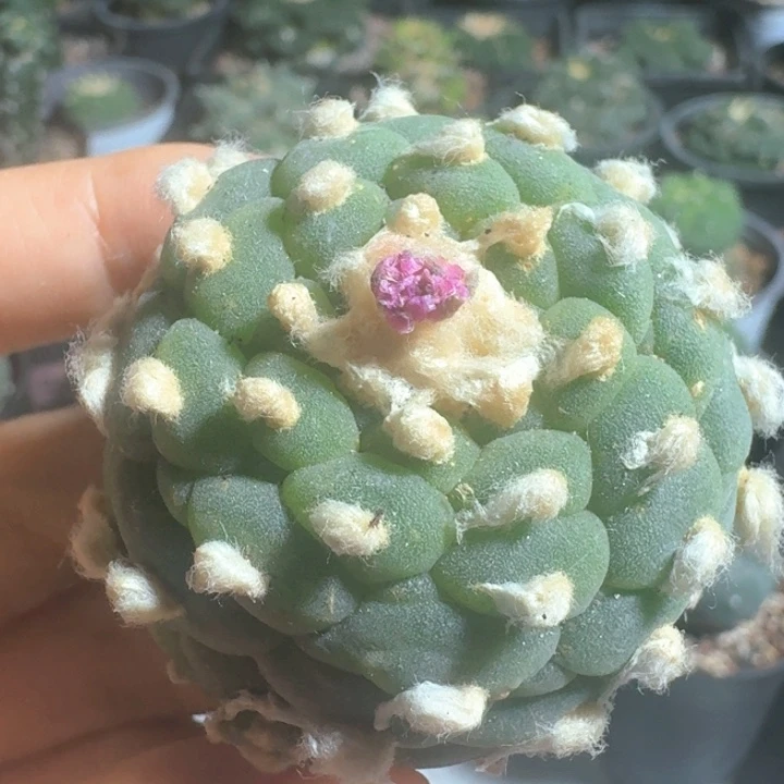 品***兰仙人球仙人球仙人球