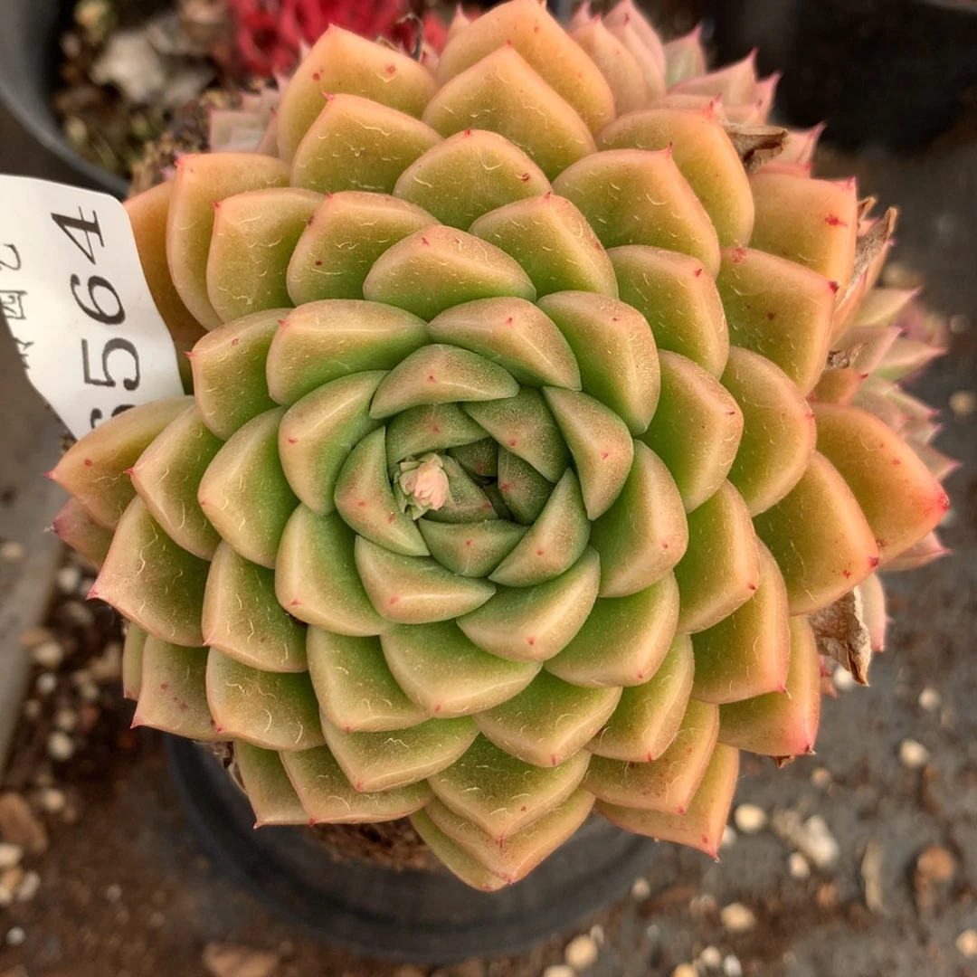 6564杂交多肉植物