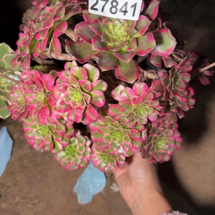 斜***海27841浪鲜多肉植物