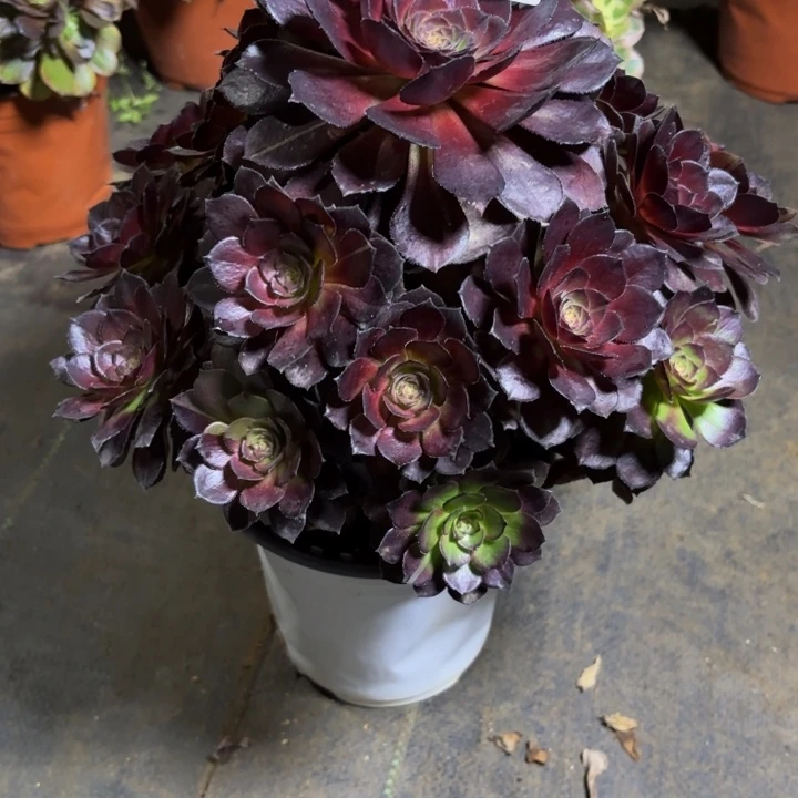 瑞妈，，，。。。。058黑美人