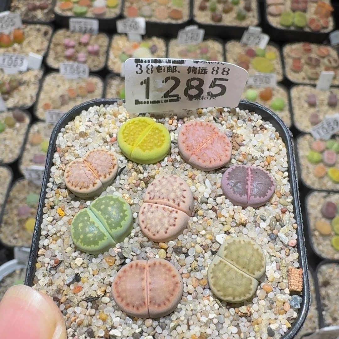 娜***呀Ssss精品生石花1285