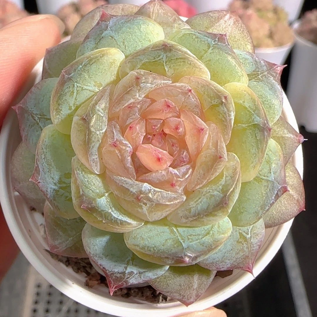 多肉0103-27糖心糖心