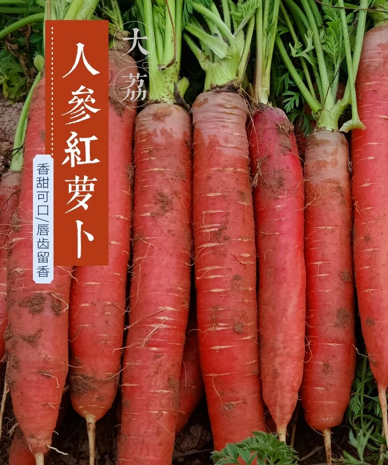 (25年新果)正宗陕西沙地脆嫩甜水果萝卜新鲜现挖非胡萝卜2-9斤